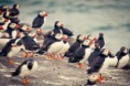 /album/galerie-photos/groupe-de-oiseaux-marins-jpg/